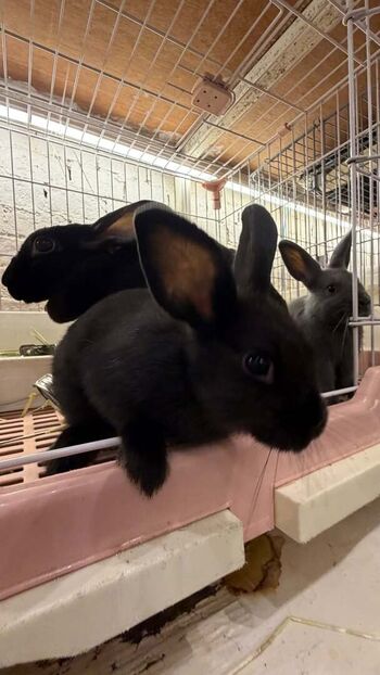 Leaked Catiescos  page private photo viral onlyfans