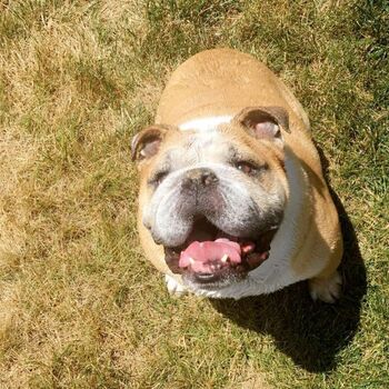 Courtney Craib