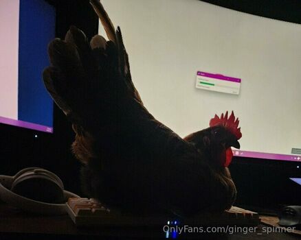 ginger_spinner
