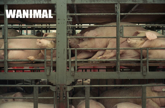 Wanimal Models