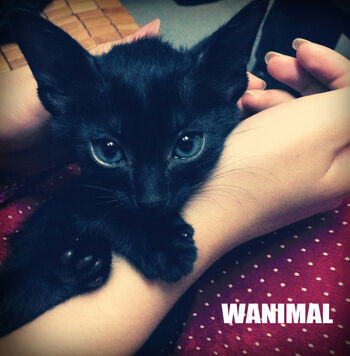 Wanimal Models